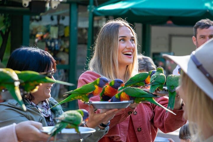 Currumbin Wildlife Sanctuary — Gold Coast Wildlife, Lorikeet Feeding & Wildlife Hospital photo 3