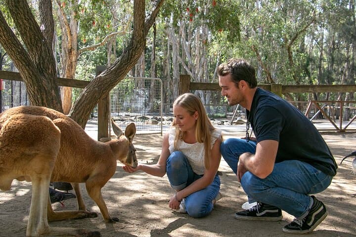 Currumbin Wildlife Sanctuary — Gold Coast Wildlife, Lorikeet Feeding & Wildlife Hospital photo 2