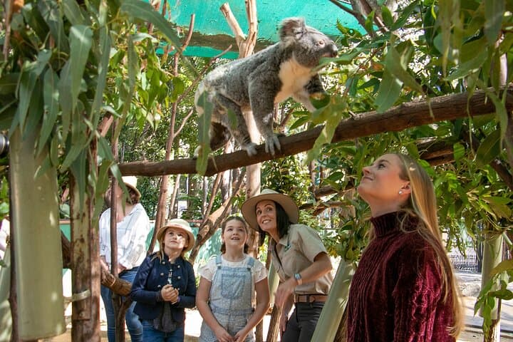 Currumbin Wildlife Sanctuary — Gold Coast Wildlife, Lorikeet Feeding & Wildlife Hospital photo 1