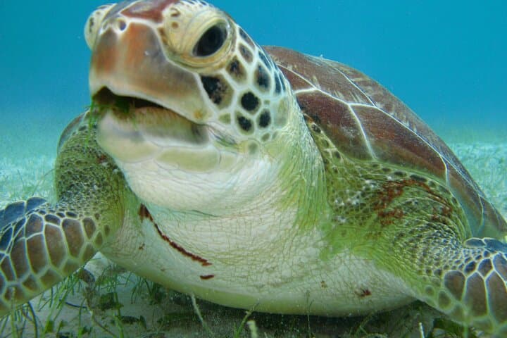Private Akumal Snorkel with Sea Turtles — Guided Turtle Bay Tour