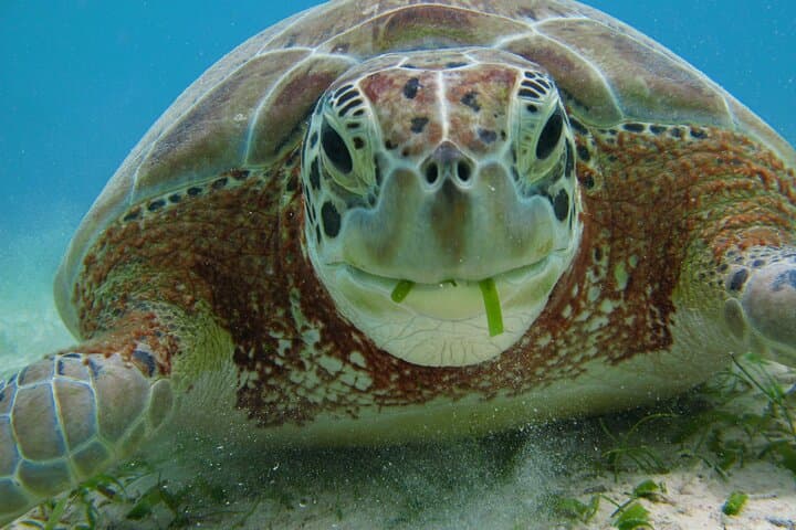 Private Akumal Snorkel with Sea Turtles — Guided Turtle Bay Tour photo 6