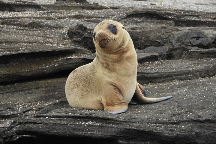 7-Day Luxury Galapagos Safari: Kicker Rock, Los Tuneles & Giant Tortoises photo 6