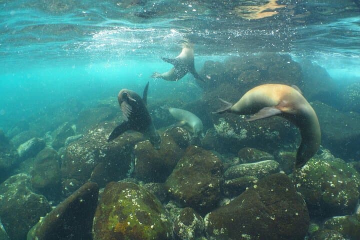 7-Day Luxury Galapagos Safari: Kicker Rock, Los Tuneles & Giant Tortoises photo 2