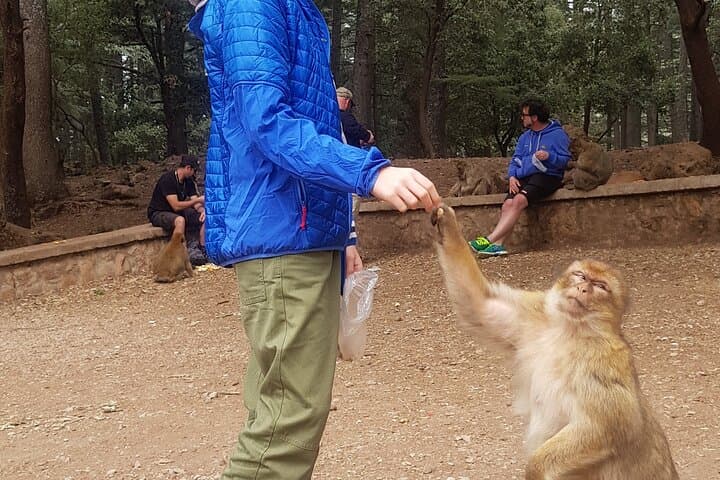 Atlas Mountains Day Trip from Fez — Cedar Forests, Ifrane & Barbary Monkeys photo 5