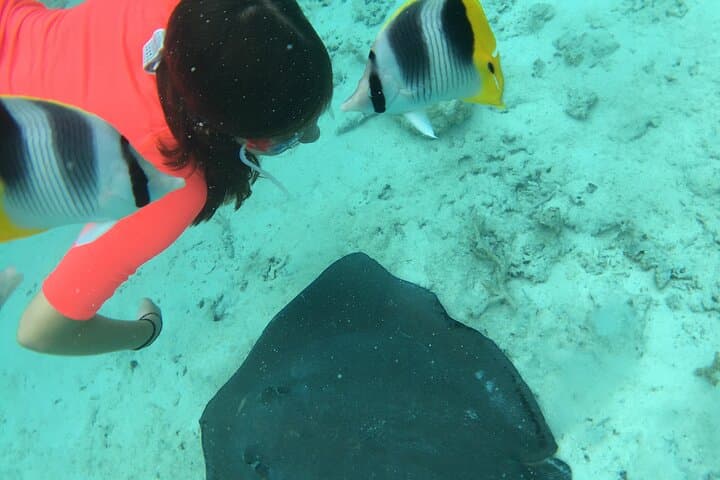 Bora Bora Private Half-Day Lagoon Tour — Swim with Rays, Sharks & Coral Gardens photo 4