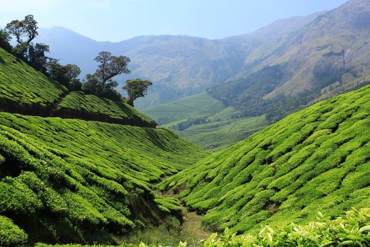 Pedal Green: Munnar Tea Plantation Bicycle Tour photo 3