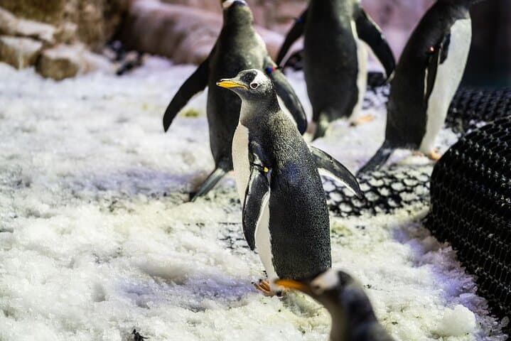 Dubai Aquarium & Underwater Zoo: Encounters, Tickets and Visitor Guide photo 5