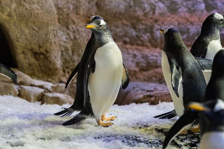 Dubai Aquarium & Underwater Zoo: Encounters, Tickets and Visitor Guide photo 6