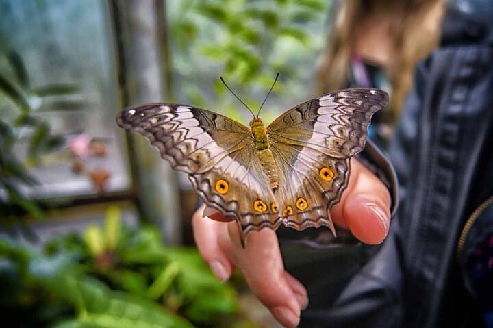 Inside Dubai Butterfly Garden: Climate-Controlled Domes, 15,000 Butterflies & Practical Tips photo 4