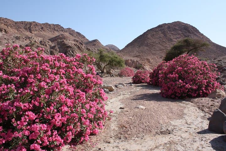 Wadi Feynan Overnight: Feynan Ecolodge Eco-Experience from Amman photo 4