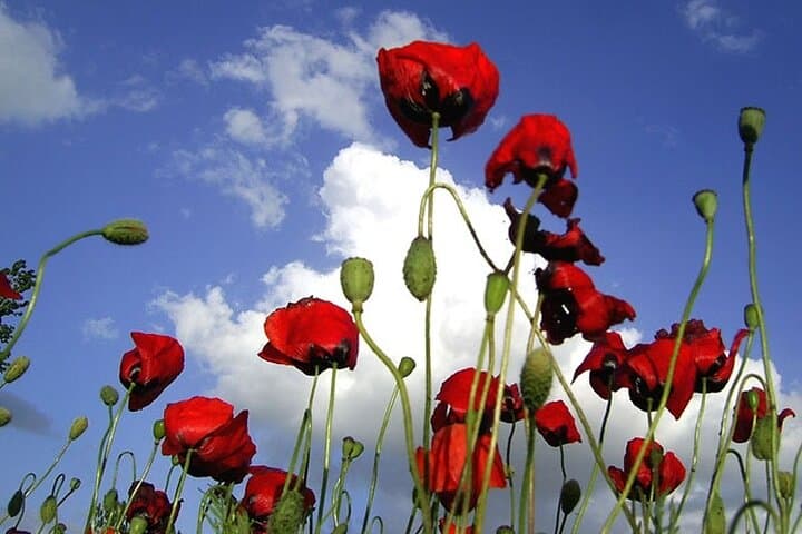 Private Gallipoli Full-Day Tour from Istanbul — ANZAC Cove, Lone Pine & War Trails photo 4