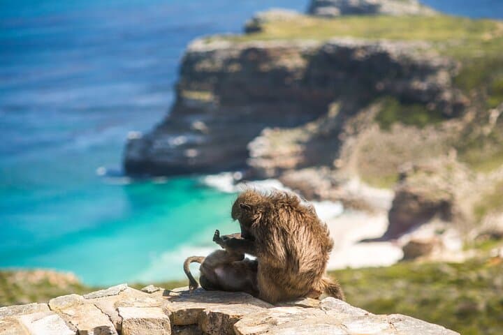 Cape Point Road Trip & Boulders Beach Penguins — Full-Day Cape Town Coastal Tour photo 5