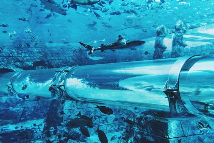 Atlantis Aquaventure Waterpark & Lost Chambers Aquarium Dubai — Tickets with Private Transfer photo 4