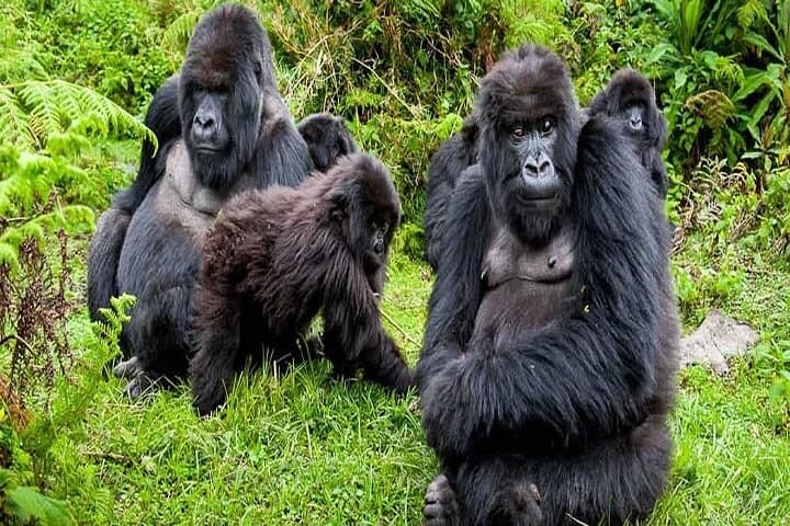 Two-Day Volcanoes National Park: Gorilla Trekking & Golden Monkey Experience photo 4