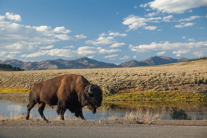 Private Full-Day Yellowstone Hike from Jackson — Custom Geyser, Canyon & Wildlife Tour photo 3