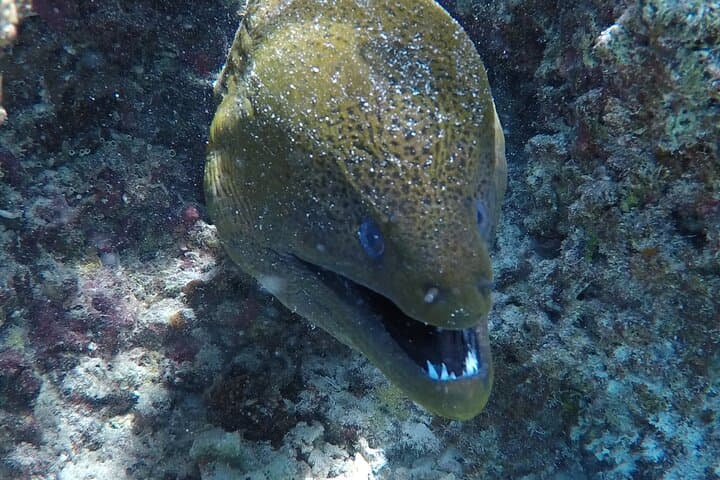 Bora Bora Half-Day Lagoon Tour: Snorkel Rays, Coral Gardens & Sharks photo 3