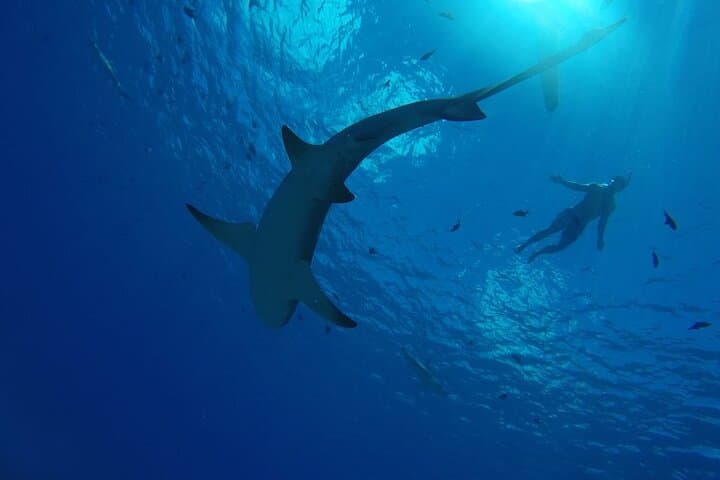 Bora Bora Half-Day Lagoon Tour: Snorkel Rays, Coral Gardens & Sharks photo 4