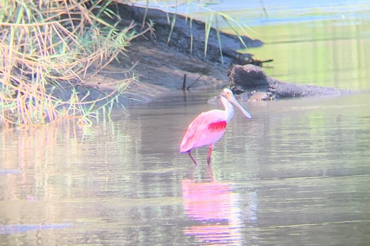 Palo Verde Boat Tour: Tempisque River Wildlife Cruise from Liberia photo 5