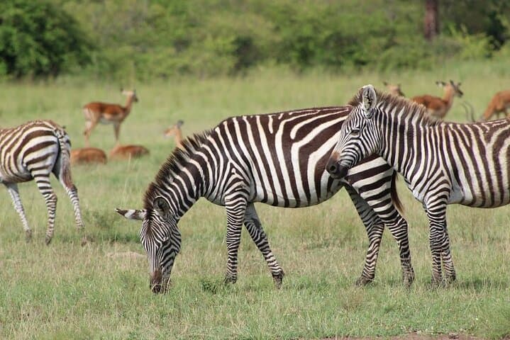 Akagera One-Day Game Drive: Lake Ihema Wildlife Safari from Kigali photo 2