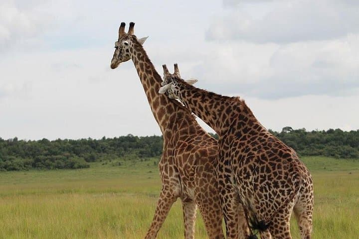 Akagera One-Day Game Drive: Lake Ihema Wildlife Safari from Kigali photo 3