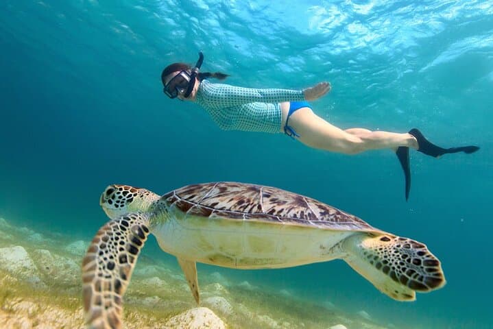 Maho Bay Turtle Snorkel Sail from St. Thomas — Half-Day with Lunch & Open Bar photo 4