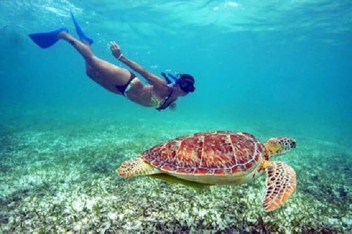 Maho Bay Turtle Snorkel Sail from St. Thomas — Half-Day with Lunch & Open Bar