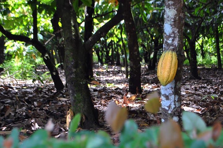 La Esmeralda Cacao Plantation & Chocolate Factory Tour in Punta Cana photo 3