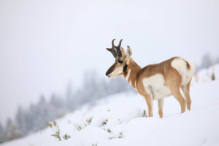 Yellowstone Winter Wildlife Safari: Exploring the Northern Range’s Untamed Wilderness