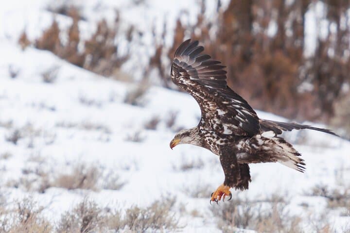 Exploring Yellowstone on Snowshoes: A Private Winter Safari from Bozeman photo 3