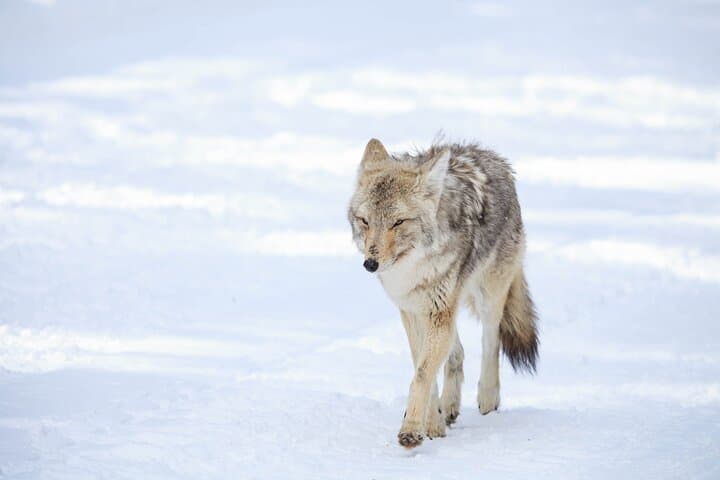 Yellowstone Winter Wildlife Safari: Exploring the Northern Range’s Untamed Wilderness photo 4