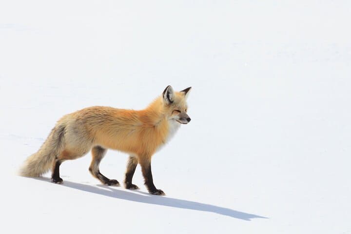 Yellowstone Winter Wildlife Safari: Exploring the Northern Range’s Untamed Wilderness photo 6