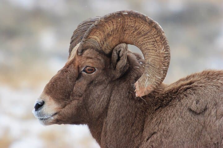 Yellowstone Winter Wildlife Safari: Exploring the Northern Range’s Untamed Wilderness photo 2