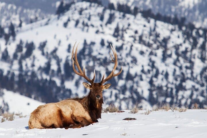 Exploring Yellowstone on Snowshoes: A Private Winter Safari from Bozeman photo 4
