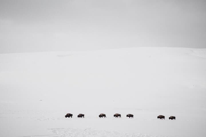 Exploring Yellowstone on Snowshoes: A Private Winter Safari from Bozeman photo 2