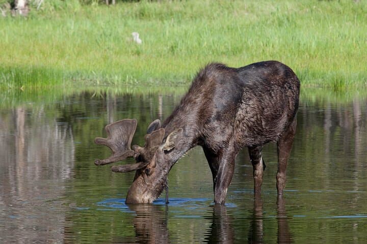 Discover Yellowstone Wildlife on a Private Safari from Bozeman photo 2