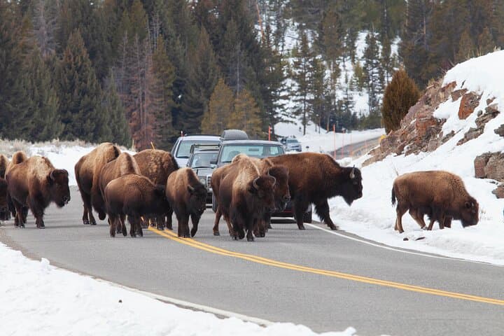 Yellowstone Winter Wildlife Safari: Exploring the Northern Range’s Untamed Wilderness photo 5