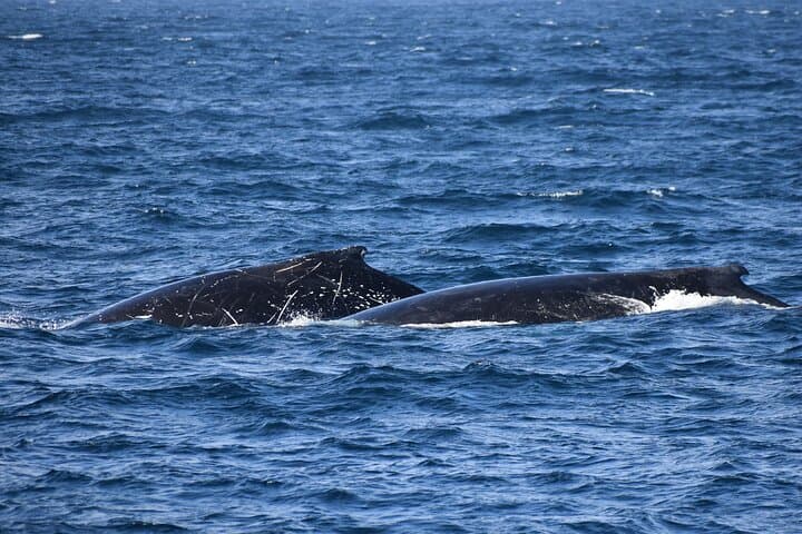 Dolphin and Whale Cruise — Phillip Island Cape Woolamai Marine Wildlife Tour photo 6