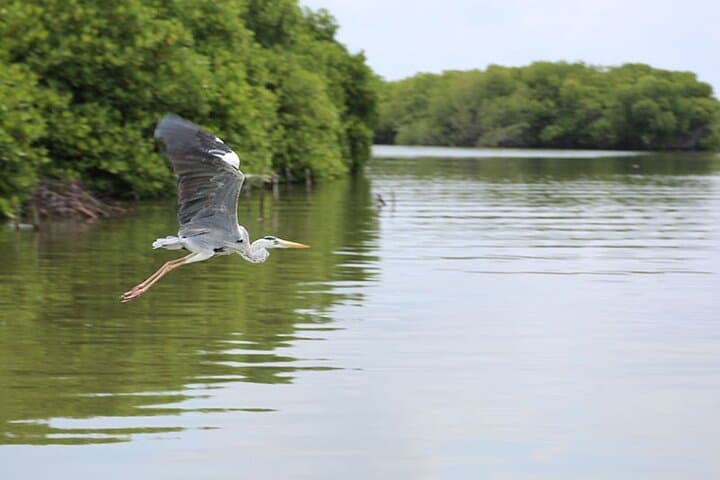 Muthurajawela Wetlands Bird-Watching Boat Tour from Negombo photo 4