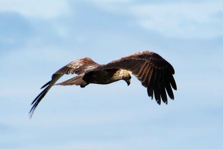 Muthurajawela Wetlands Bird-Watching Boat Tour from Negombo photo 5