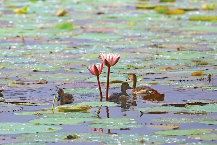 Muthurajawela Wetlands Bird-Watching Boat Tour from Negombo photo 6