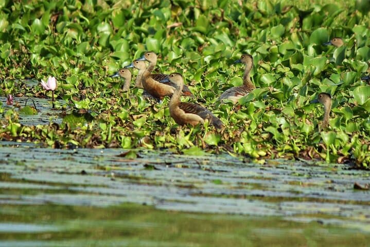 Muthurajawela Wetlands Bird-Watching Boat Tour from Negombo
