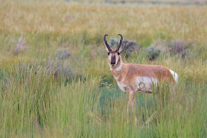 Discover Yellowstone Wildlife on a Private Safari from Bozeman photo 5