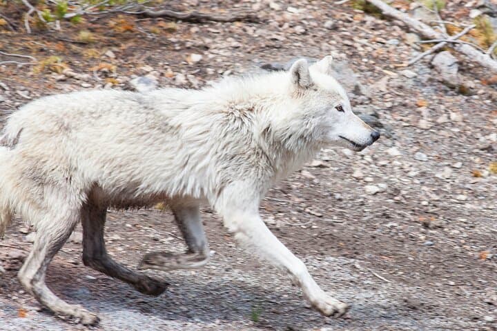 Discover Yellowstone Wildlife on a Private Safari from Bozeman photo 6