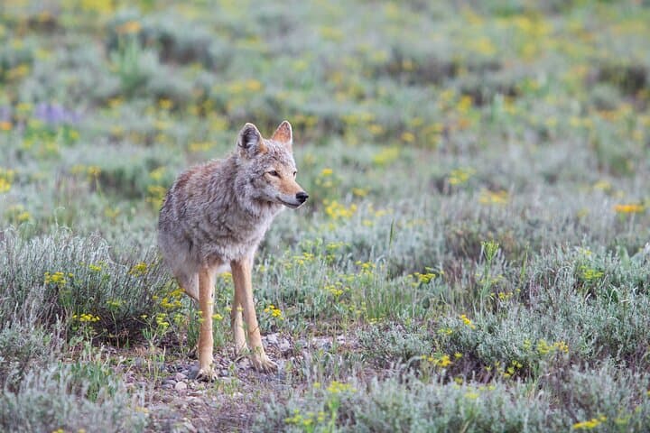 Exploring Yellowstone’s Wildlife: A Full-Day Safari through Lamar Valley photo 5