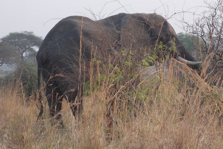 5-Day Murchison Falls & Jinja Safari: Nile, Wildlife and White-Water Rafting photo 2