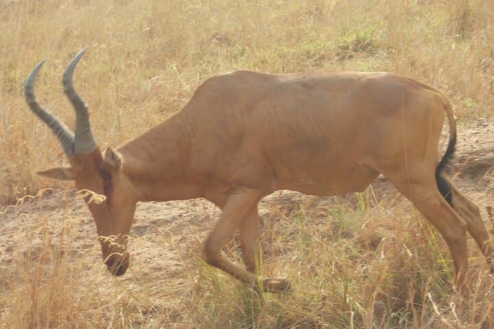 5-Day Murchison Falls & Jinja Safari: Nile, Wildlife and White-Water Rafting photo 4