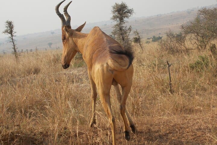 5-Day Murchison Falls & Jinja Safari: Nile, Wildlife and White-Water Rafting photo 5