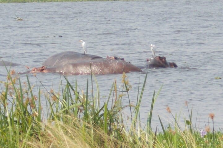 6-Day Bwindi, Kibale & Murchison Falls Gorilla and Safari Adventure photo 6