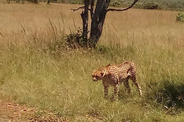 Classic Kenya Safari: Aberdare, Lake Nakuru, Maasai Mara & Amboseli photo 2