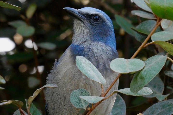 Central Florida Half-Day Birding at Three Lakes WMA & Joe Overstreet Landing photo 2